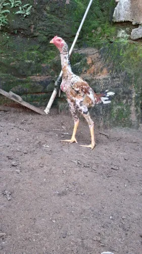 Frangas e frangos índio gigante
