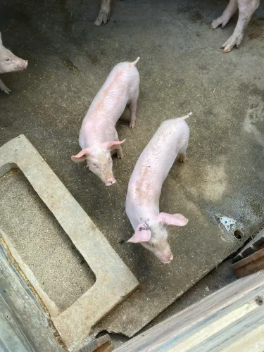 PORCOS 