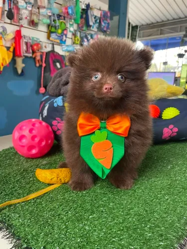 Spitz machinho olhos verdes cor chocolate