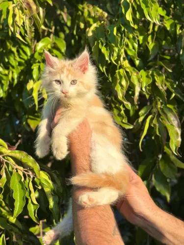 MAINE COON FILHOTE MACHO