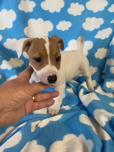 Jack Russel x pinscher 