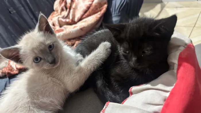 Gatos para adoção 