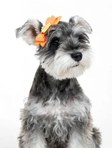 Schnauzer miniatura
