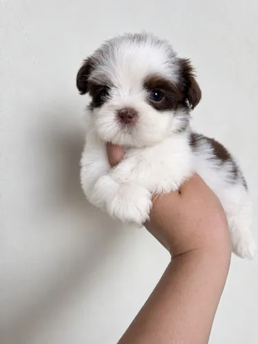 Shih tzu macho e fêmea puros