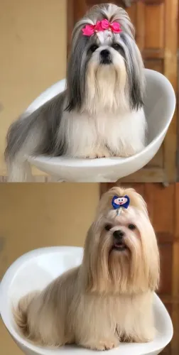 Filhote Shitzu puro