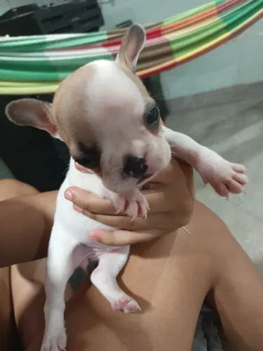 Cachorros