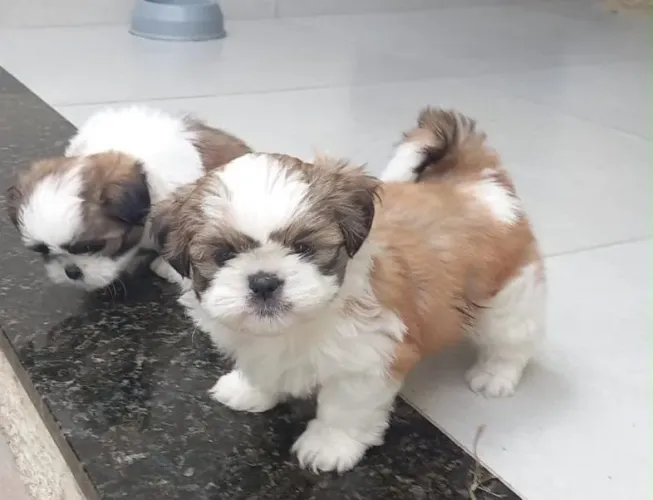 Shih tzu puro