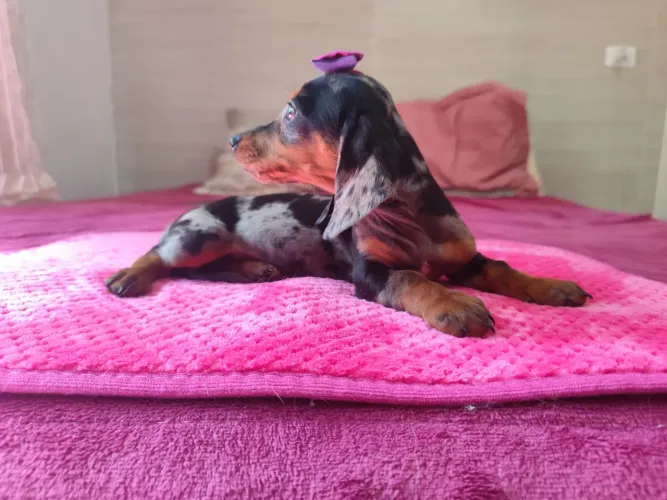 Salsicha Daschund Cofap Basset Filhote