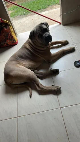 Adoção responsável Cane Corso Macho 