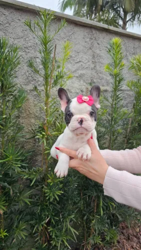 Bulldog francês, fêmeas,  prontas para entrega. Criação legalizada. Em até 12x no cartão. 