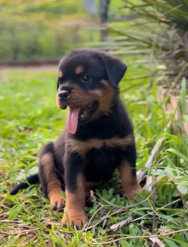 Rottweiler-Cabeça de touro /Filhotes parcele em até 12x 