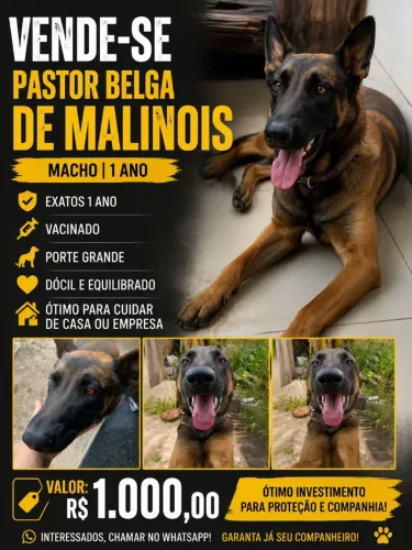 Pastor belga malinois