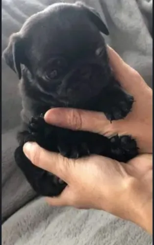 Pug o amor mais divertido do dia dos namorados 