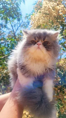 Gato persa
