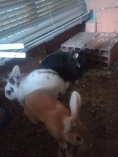 Vende se lindos coelhos de estimação mansinhos