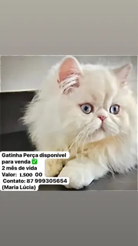Gatos persas 