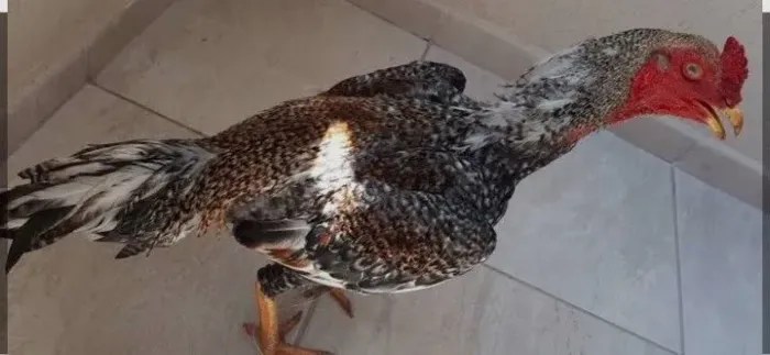 Vendo galo carijo