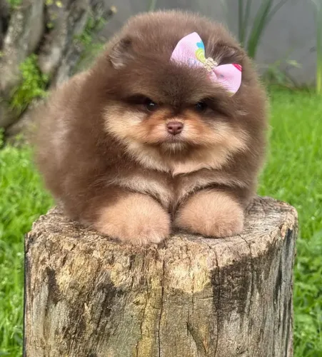 Spitz alemão 
