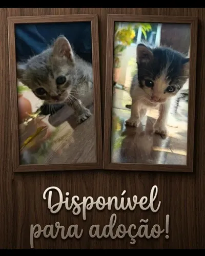 Gatinhos para adoção.