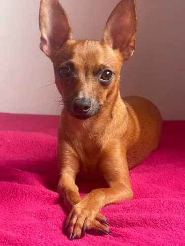 Pinscher 1 macho 