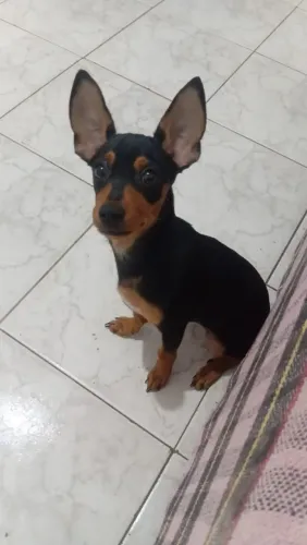 Pinscher 1 tem 4 Meses Macho