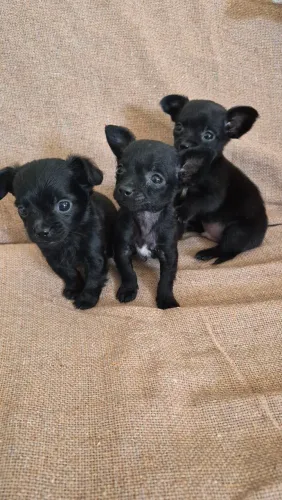 Vende -se pincher