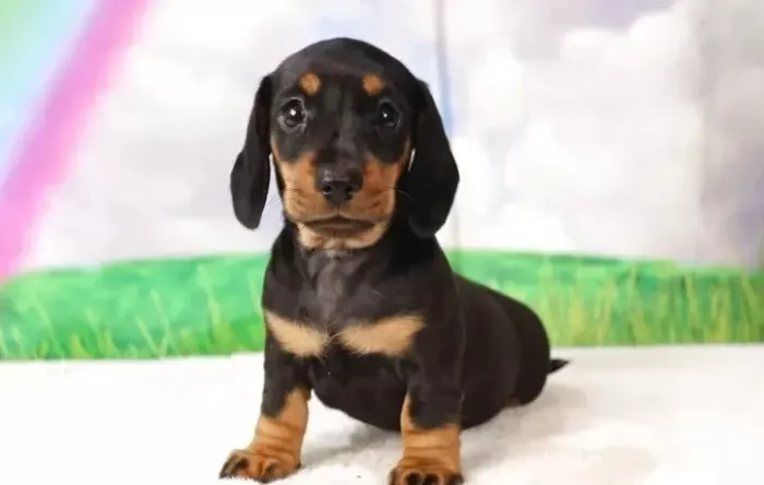 Cachorro filhote dachshund/teckel/basset/salsicha/cofap dócil e ativo
