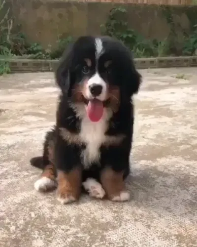 Baby bernese super dócil com contrato de compra e venda