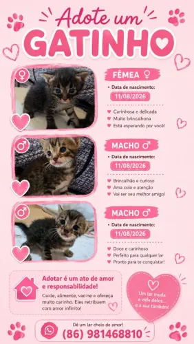 Gatinho