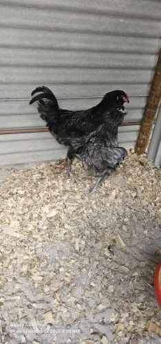 Casal de galinha ameraucana