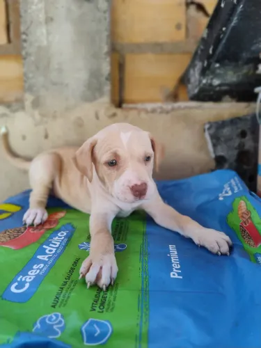 Filhotes de Pitbull 45 dias de nascido