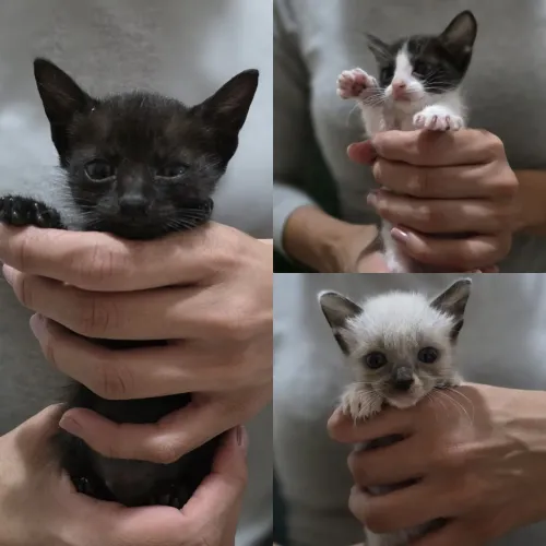 Gatinhos para adoção