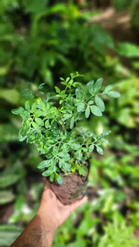 Plantas Aromáticas, Alecrim, Manjericão, Arruda, Manjerona, Macassar, e lavanda