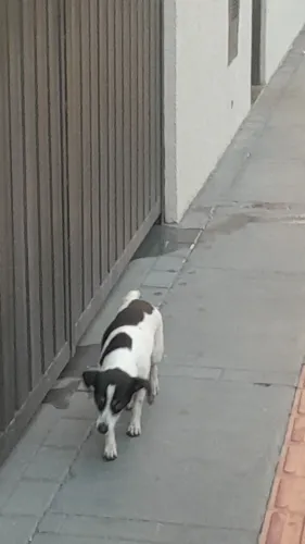 Doação ou perdido