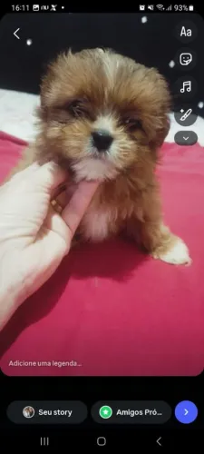 Vende filhotes de Shitzu fêmeas