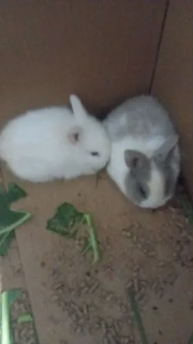 Mini coelhos