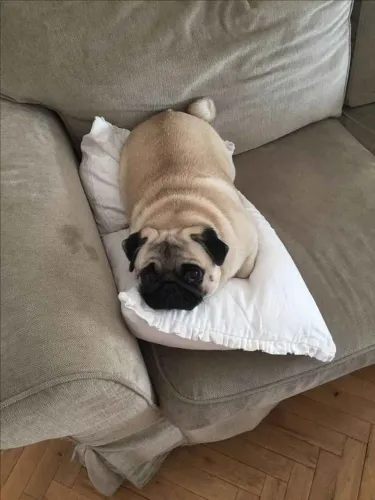 Filhote Pug, O melhor amigo que você pode ter está esperando para te conhecer!
