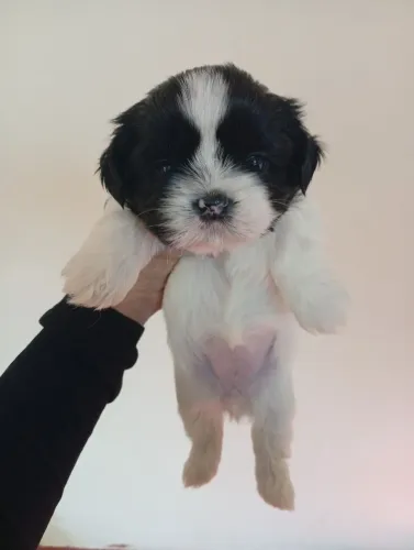 Filhote de shi-tzu disponível