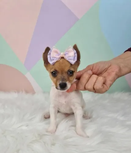 Seu Pinscher Está Aqui