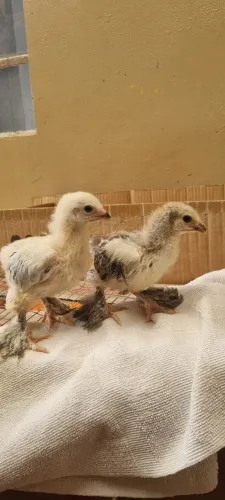 Pintinhos de brahma a partir 21 dias