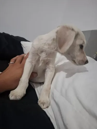 Cachorrinha filhote