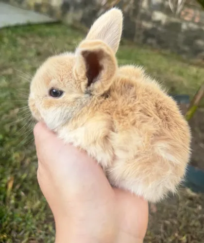 Lindos Filhotes de Mini Lop