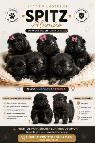 Vendo cachorros apitz 