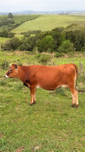 Novilha Jersey