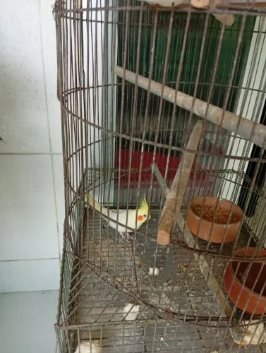 Pet