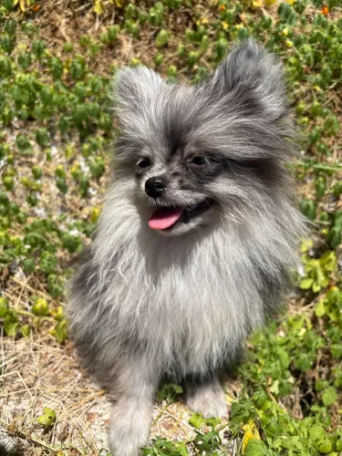 Spitz 