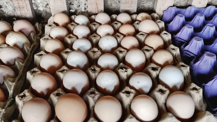 Ovos galado de angolista 