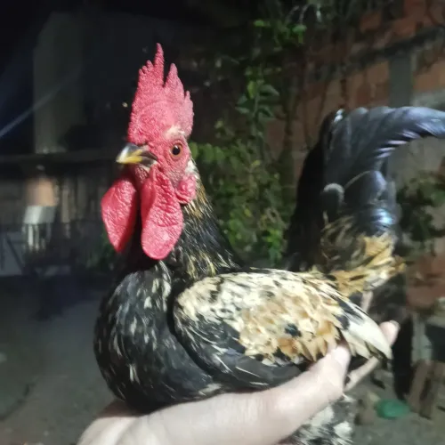 Galo Garnisé