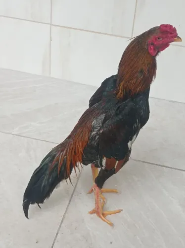 Galo da linhagem shamo 