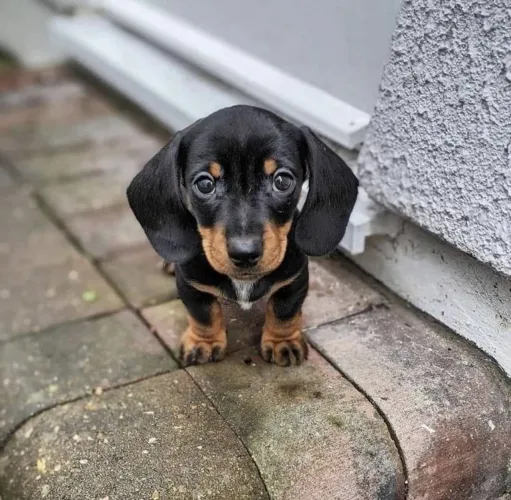 Dachshund fêmea miniatura sua nova menina 